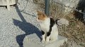 Acropolis cat 1